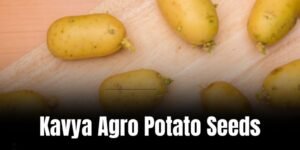 Kavya agro potato seeds