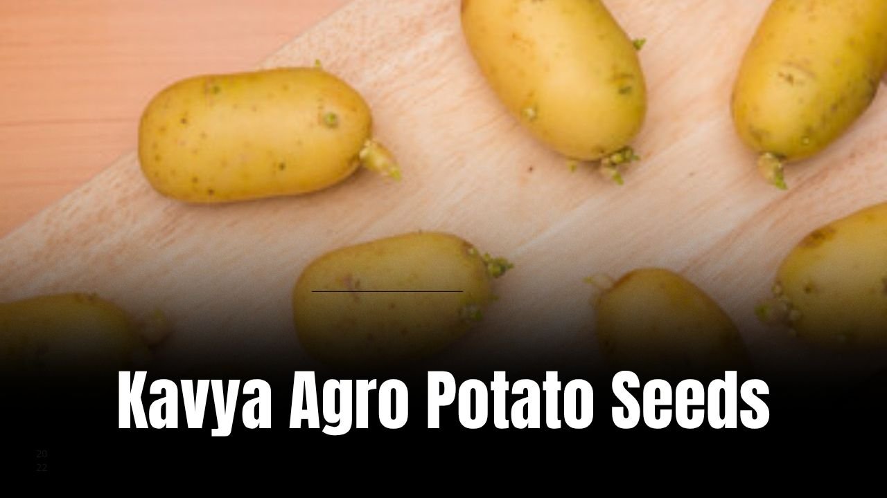 Kavya agro potato seeds