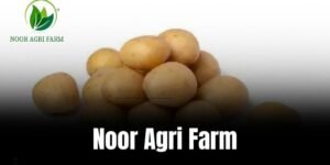 Noor Agri Farm