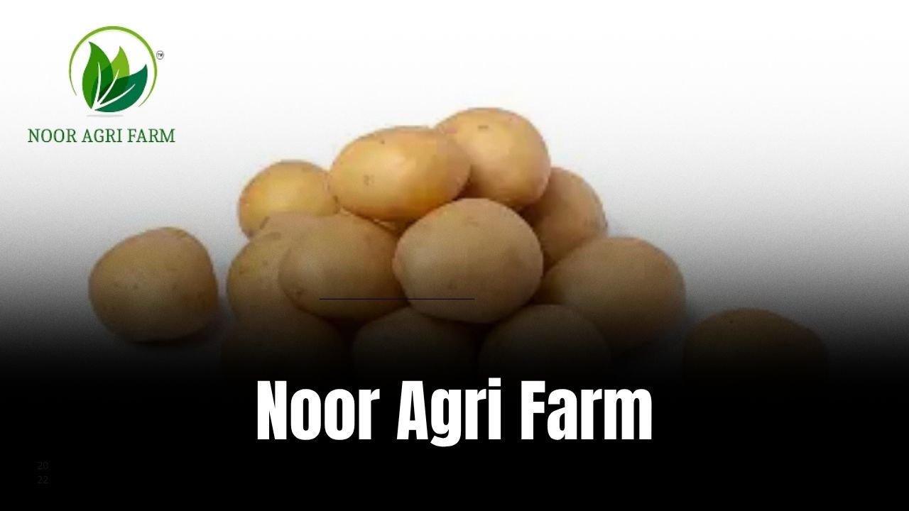 Noor Agri Farm